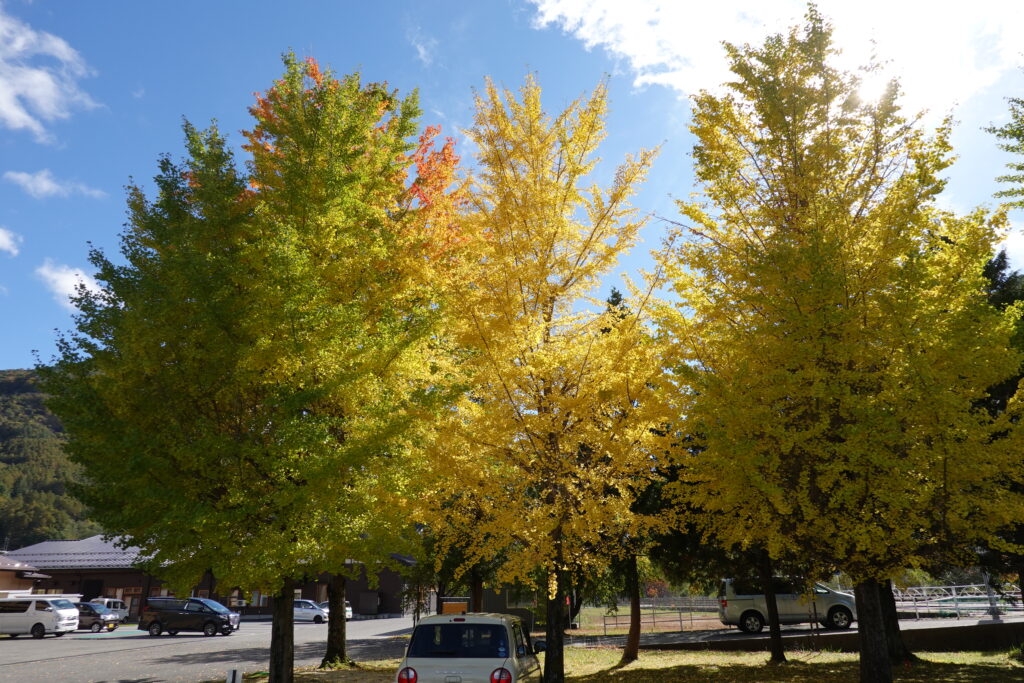 紅葉始まる